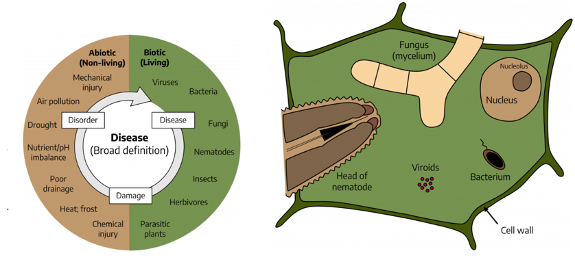 plant cell.PNG